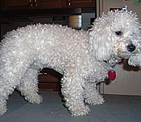 This is Becks before being groomed with Alpha White™