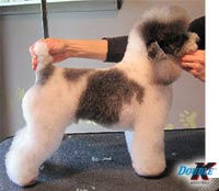 This is Denali after being groomed with Alpha White™