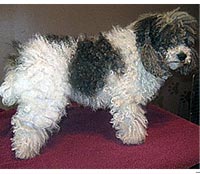 This is Denali before being groomed with Alpha White™