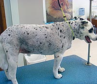 This is Digger after being groomed with Alpha White™
