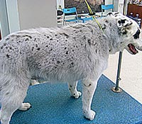 This is Digger before grooming with Alpha White™
