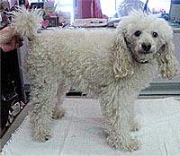 This is Jazzy before being groomed with Alpha White™