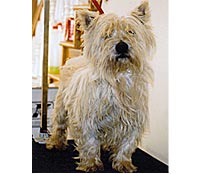 This is Kent before being groomed with Alpha White™