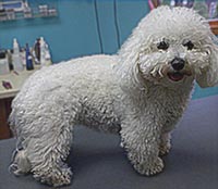 This is Lucy before grooming with Alpha White™