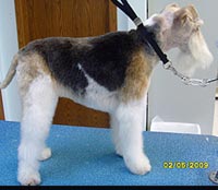 This is Penny after being groomed with Alpha White™