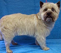This is Rocky before grooming with Alpha White™