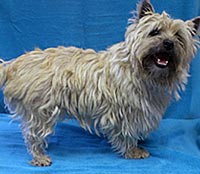 This is Rocky before grooming with Alpha White™