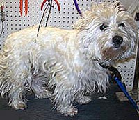 This is Simon before grooming with Alpha White™
