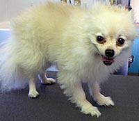 This is Zoey before grooming  with Alpha White™