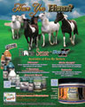 Horse Sense - Herd