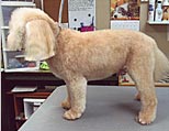 Bailey