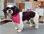 diva
