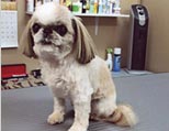 emmie