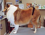 Sable