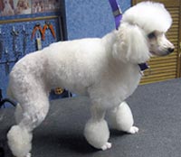 This is Ava after being groomed with Grimeinator