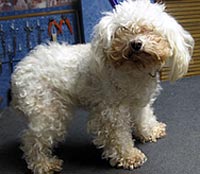 This is Ava before being groomed with Grimeinator