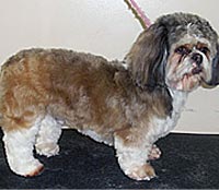 This is Bear after being groomed with Grimeinator