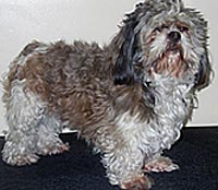 This is Bear before being groomed with Grimeinator