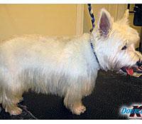 This is Jock after grooming with Grimeinator