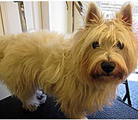 This is Jock before   grooming with Grimeinator
