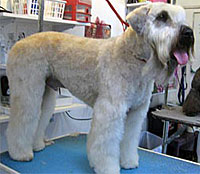 This is Moose after grooming with Grimeinator