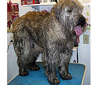 This is Moose before   grooming with Grimeinator