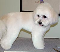This is Rosa after being groomed with Grimeinator