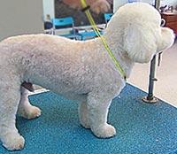 This is Buddy after grooming with Midnight White™