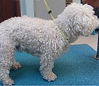 This is Buddy before he was groomed with Midnight White™