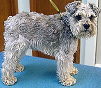 This is Buddy before grooming with Midnight White™