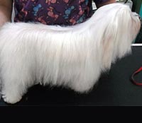 This is Pixie after grooming with Midnight White™