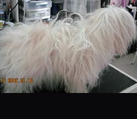 This is Pixie before grooming with Midnight White™