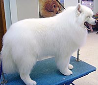 This is Bailey after being groomed with The Solution™