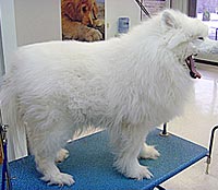 This is Bailey before he was groomed with The Solution™