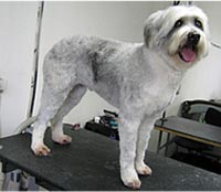 This is Bandit after grooming with The Solution™