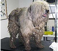 This is Bandit before grooming with The Solution™