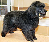 This is Bogi after grooming with The Solution™