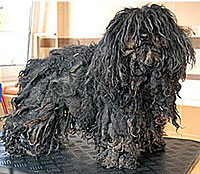 This is Bogi before grooming with The Solution™
