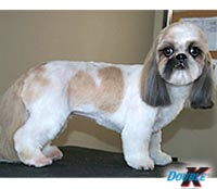 This is Bridget after being groomed with The Solution™