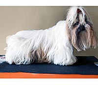 This is Bridget before she was groomed with The Solution™