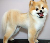 This is Buddy after being groomed with The Solution™