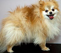 This is Buddy before he was groomed with The Solution™