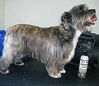 This is Buster after being groomed with Midnight White™
