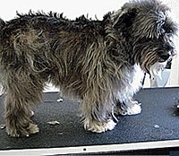 This is Buster before he was groomed with Midnight White™