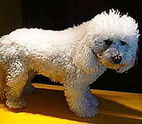 This is Jackson before he was groomed with Midnight White™