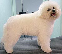 This is Jean Luc after being groomed with The solution™