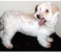 This is Jill after grooming with The Solution™