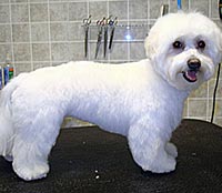 This is Max after being groomed with Midnight White™