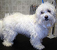 This is Max before he was groomed with Midnight White™