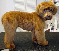This is Sadie after being groomed with Midnight White™